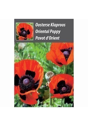Oosterse Klaproos Bloemenzakje