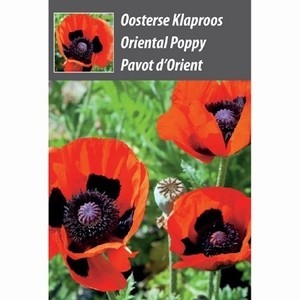 Oosterse Klaproos