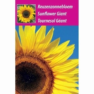 Zonnebloemen